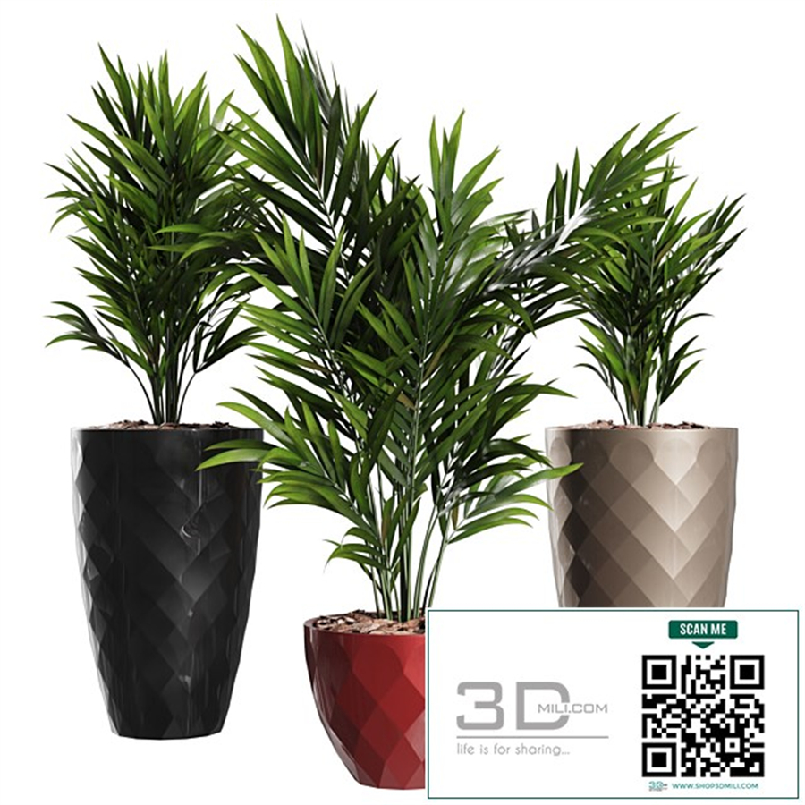 Howea Forsteriana Vase Plant
