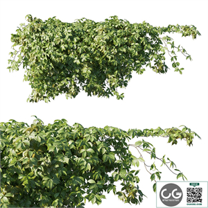Virginia creeper
