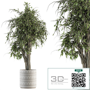 indoor Plant Set 266 - Ficus Benjamin Plant in pot