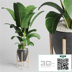 Indoor plant 93 concrete vase pot palnt ravenala