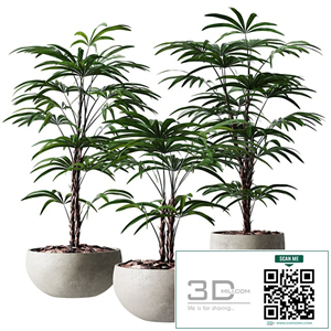 Rhapis Humilis Vase Plant