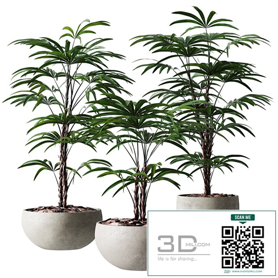 Rhapis Humilis Vase Plant