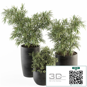 indoor Plant Set 253 - Plants Set in pot