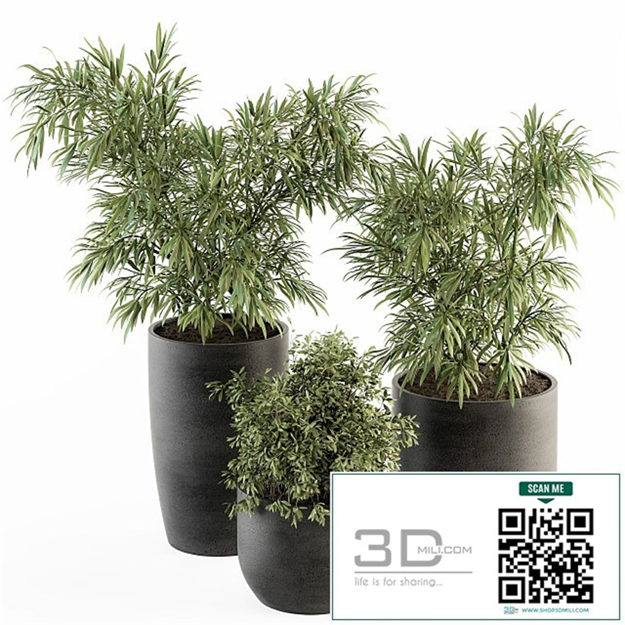 indoor Plant Set 253 - Plants Set in pot
