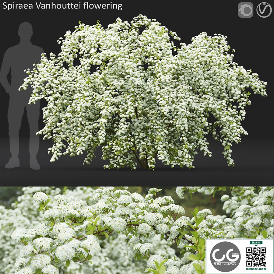 Spiraea Vanhouttei