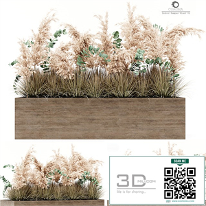 Indoor Pampas Plant 02
