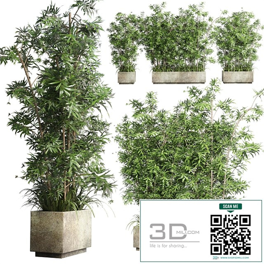 Collection Outdoor plant 49 concrete dirt old vase bax pot tree fern bamboo