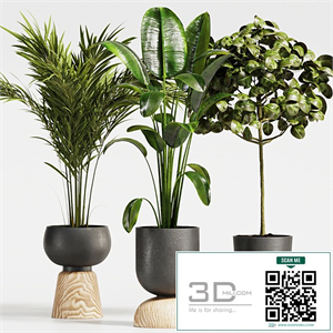 Plant Collection018 Ficus and Palm
