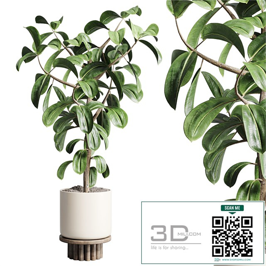 Indoor outdoor plant 106 wood vase pot ficus rubbery