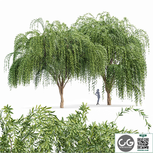Weeping willow 2trees