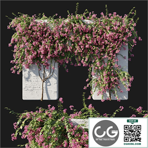 Bougainvillea 02