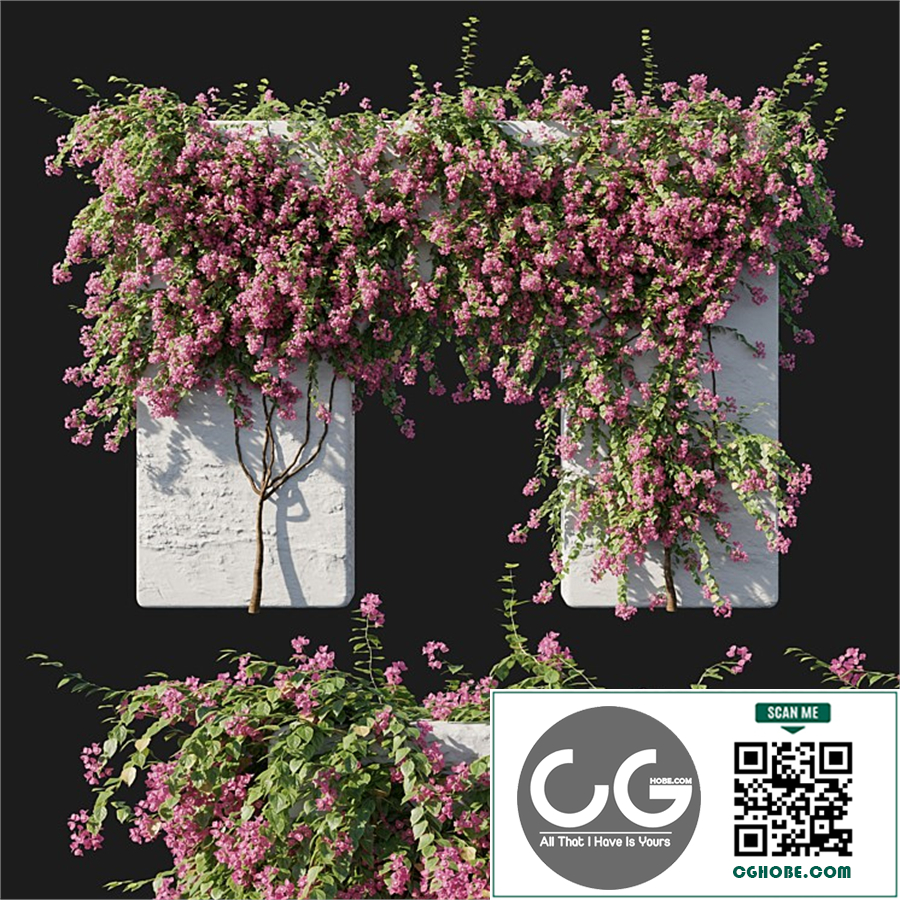 Bougainvillea 02