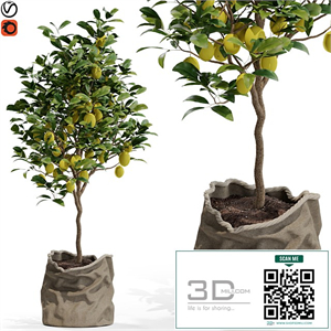 Plants collection 564