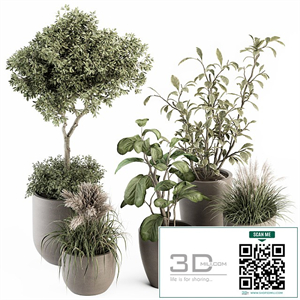 indoor Plant Set 264 - Plant Set in pot