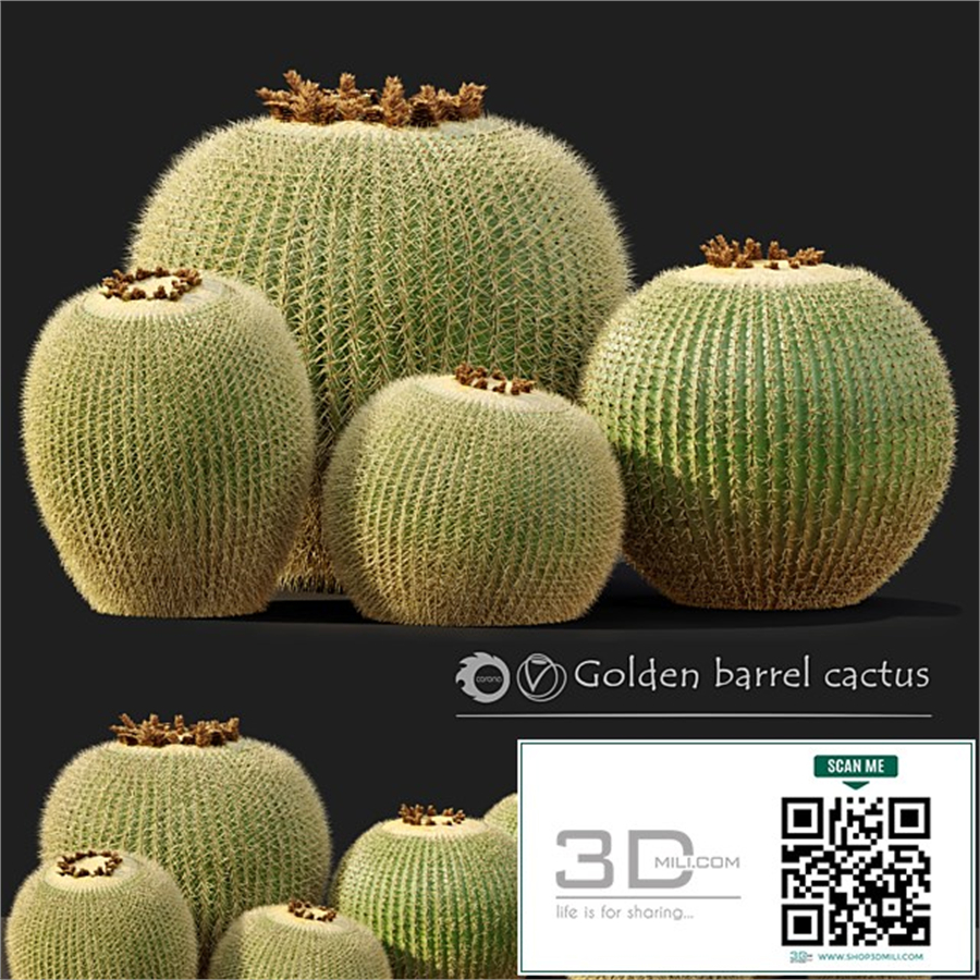 Golden barrel cactus_2