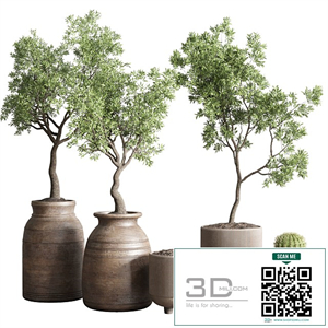 collection indoor outdoor plant 114 vase concrete wood old pot tree cactus