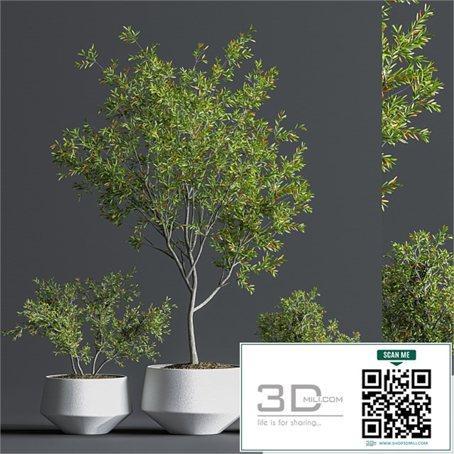 Indoor_Set_Plant_08