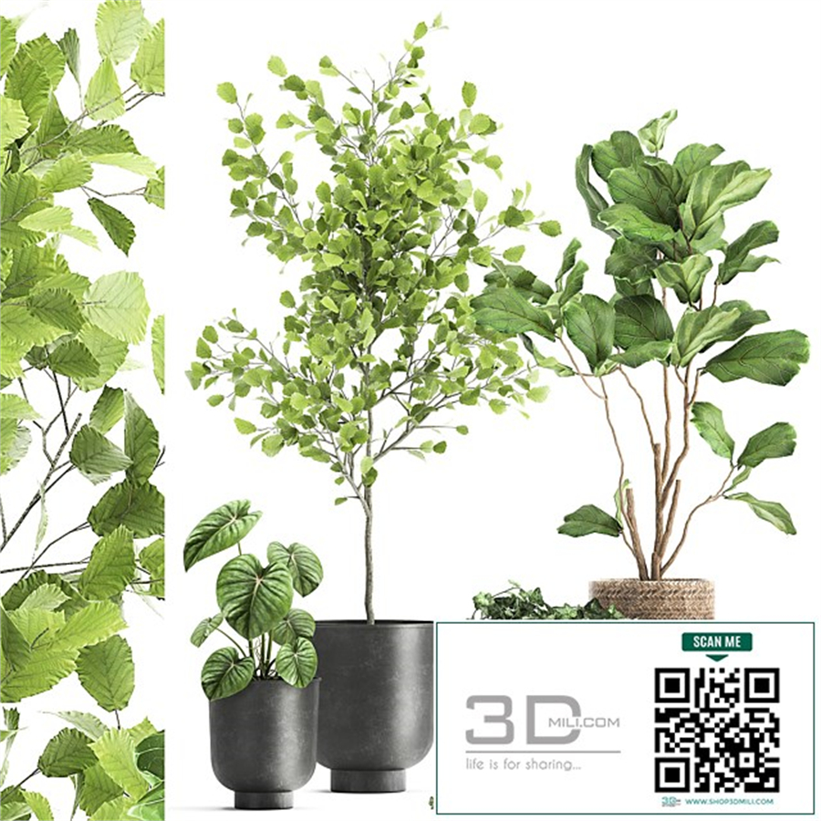 Collection of beautiful potted plants with ficus, Lirata, Philodendron, Ivy trees. Set 1044.