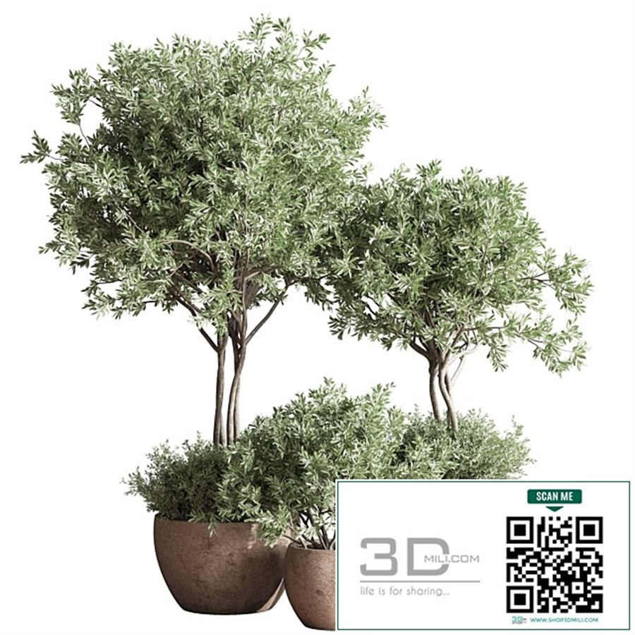 Indoor_Plant_Set_59