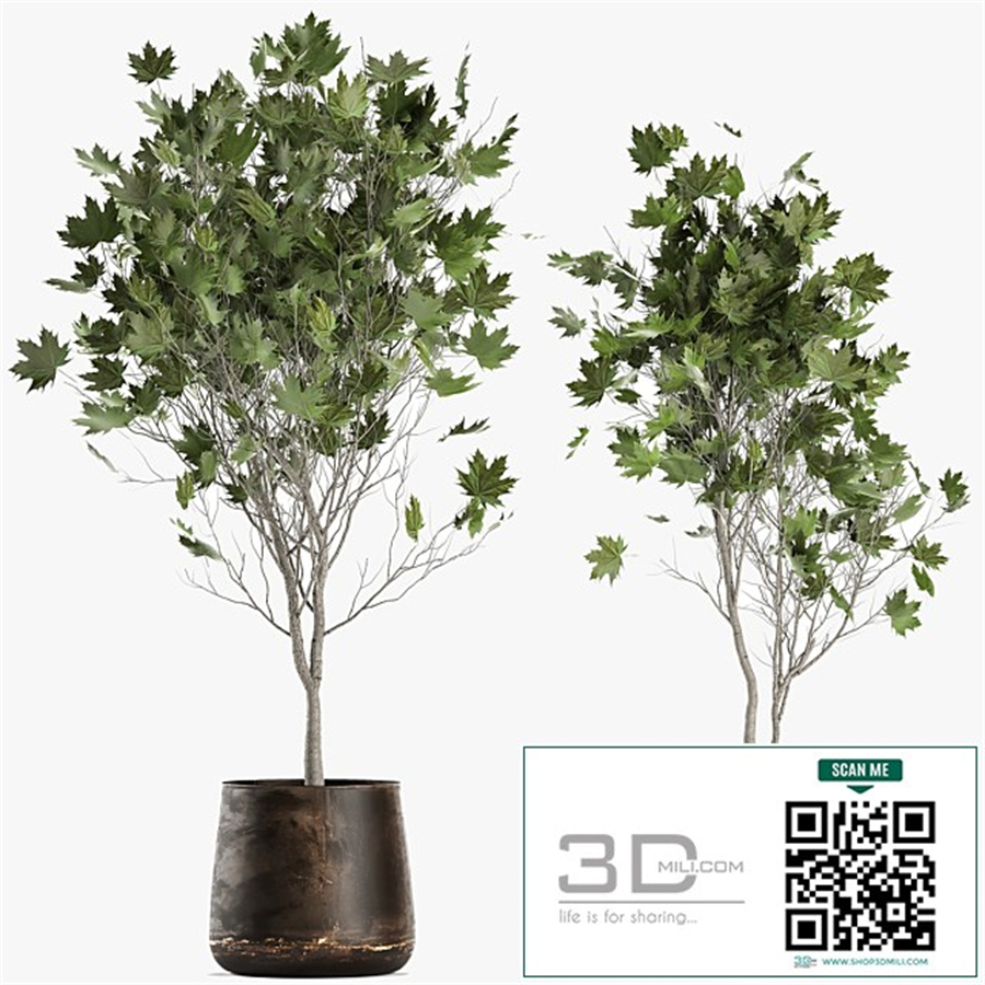 A beautiful little tree in a metal outdoor pot maple, sycamore. 1045