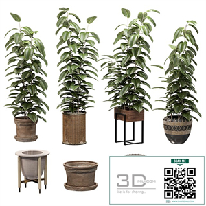 Ficuses in pots