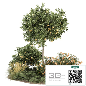 Garden set Lemon tree and Bush - Garden Set 26