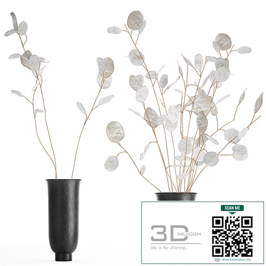 A bouquet of dried flowers in a black vase with branches of a dry Lunnik. 178.