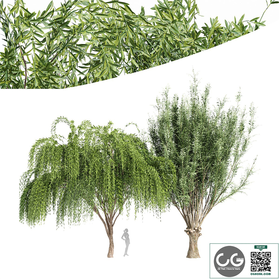 2tree-Pollard willow Weeping willow
