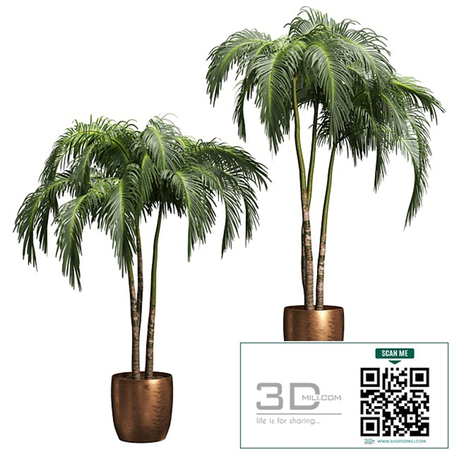 Palms in tubs. 6 models