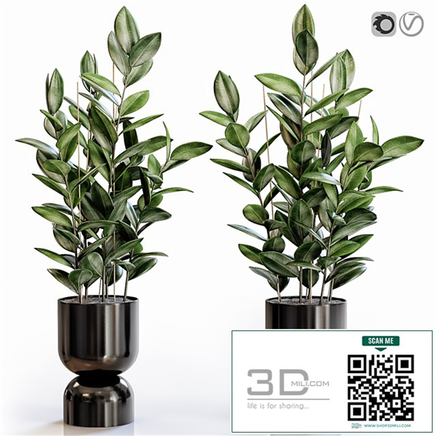 Rubber Plant 2 in modern vase