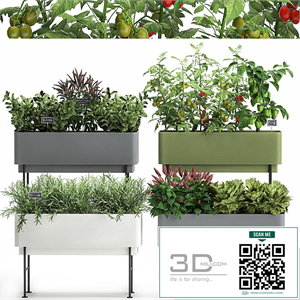 Collection of potted plants Kitchen garden, vegetables, tomatoes, peppers, herbs, Rosemary, lettuce, Lettuce, garden bed. Set 1059.