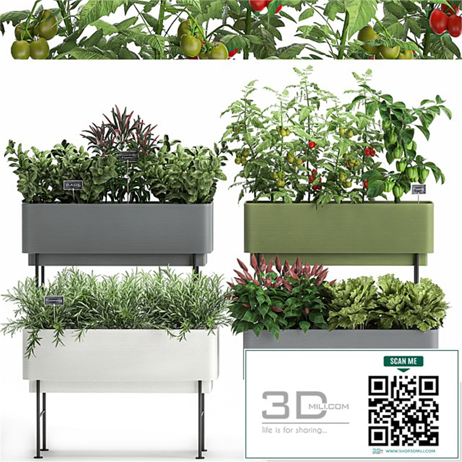 Collection of potted plants Kitchen garden, vegetables, tomatoes, peppers, herbs, Rosemary, lettuce, Lettuce, garden bed. Set 1059.