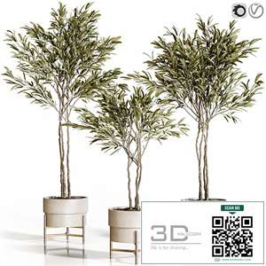 Olive trees 3