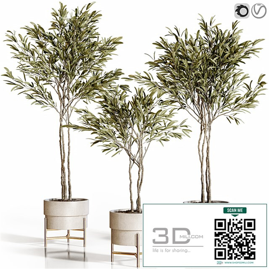 Olive trees 3