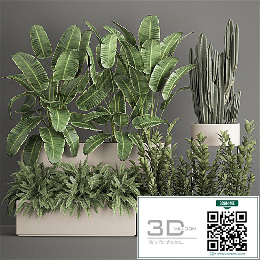 Collection of potted plants with Strelitzia, fern, cactus, cereus, Zamiokulkas. 1062.
