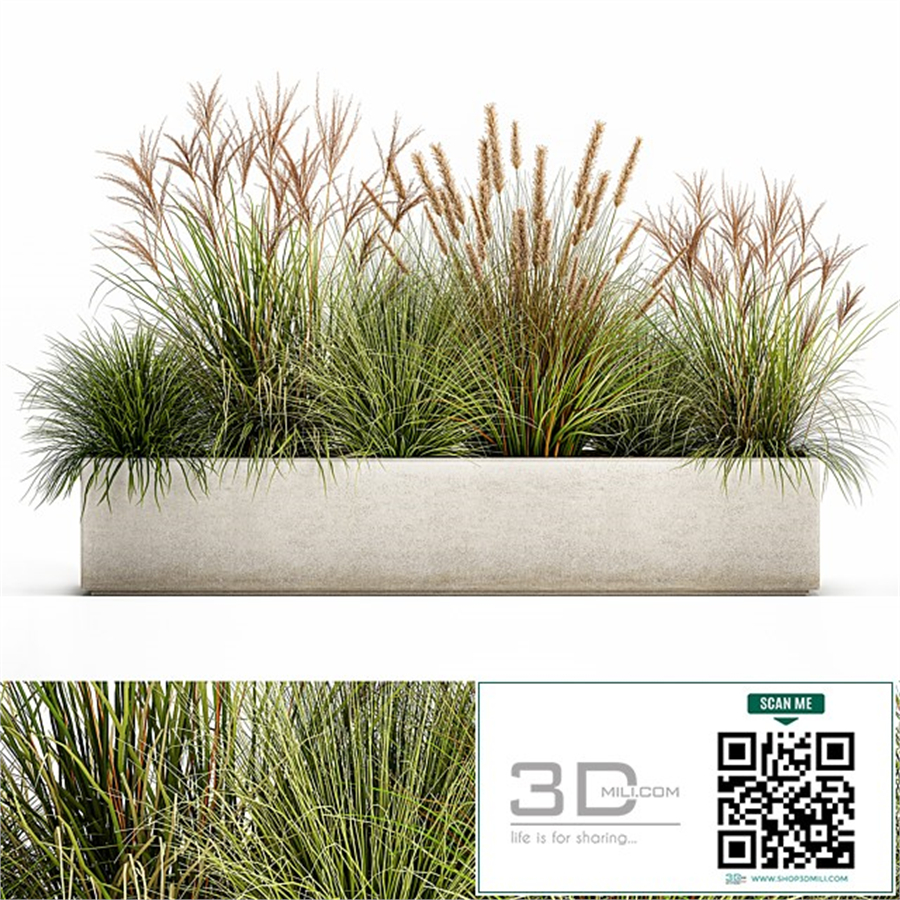 Collection of plants in a pot Pampas grass, reeds, flowerbed, landscaping, bushes. Set 1074.