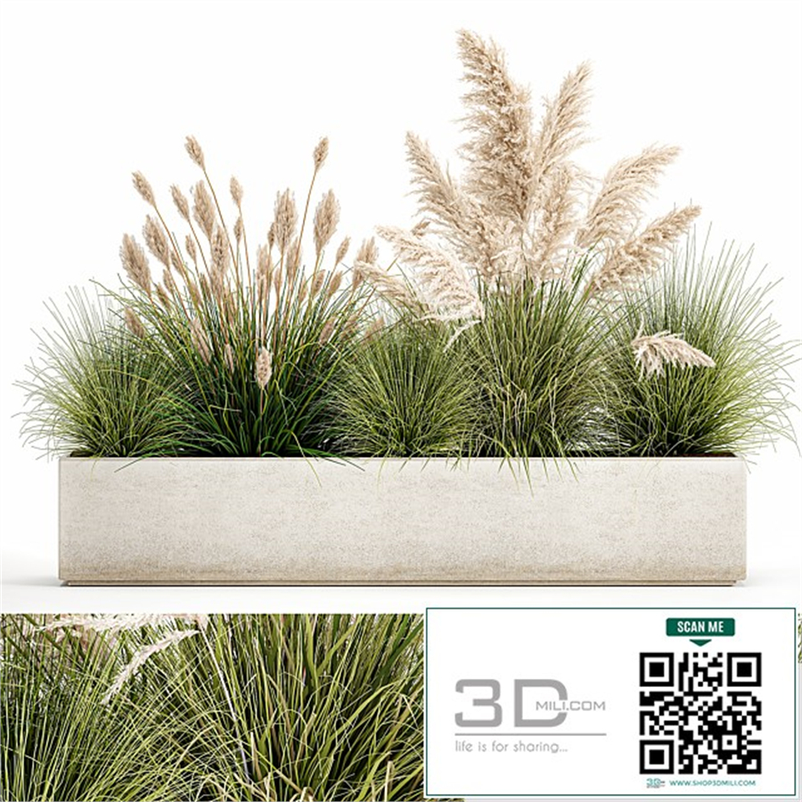 Collection of plants in a pot Pampas grass, reeds, bushes, landscape design, white, flowerbed. Set 1077