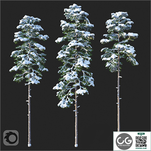 Pine. Set 02. Snow version