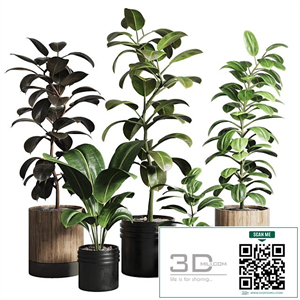 Ficus - Ficus rubbery plant 165_dirty wooden and plastic pots