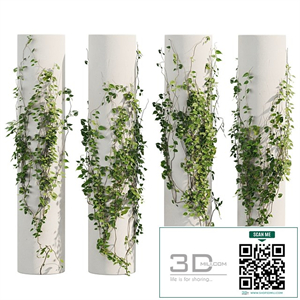 Ivy Plants