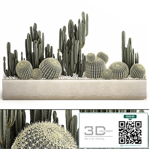Collection of desert plants in a vase of cacti, cereus and echinocactus, barrel cactus. Set 1097.