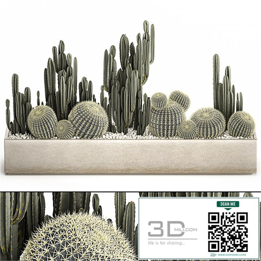Collection of desert plants in a vase of cacti, cereus and echinocactus, barrel cactus. Set 1097.