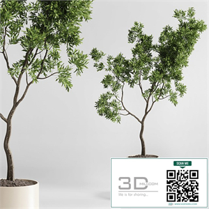 Indoor plant 176 wooden vase plant tree pot