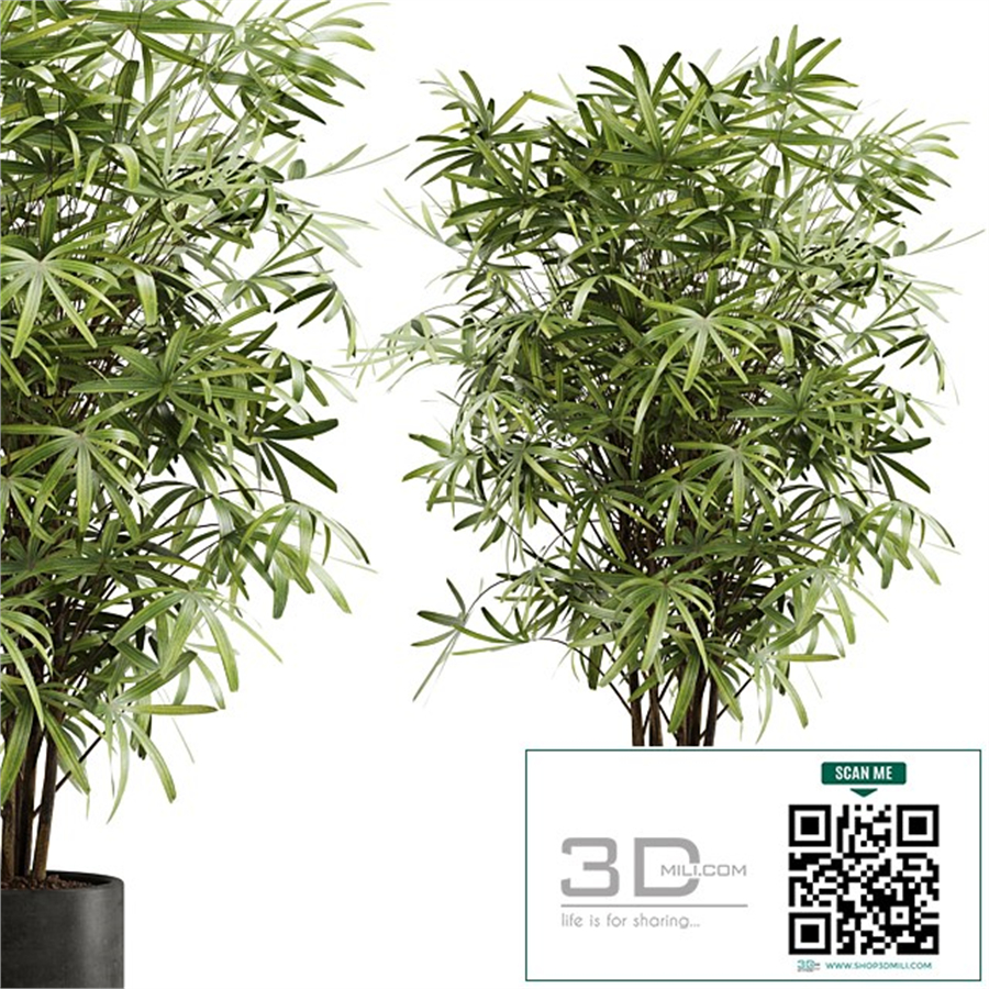 indoor plant Set 16