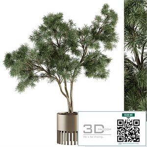 indoor Plant Set 337 - Tree in Gold pot