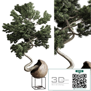 Bonsai 01