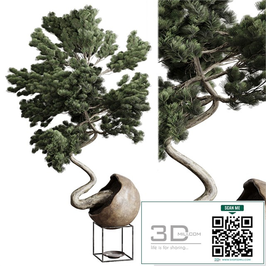 Bonsai 01