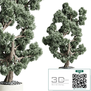 Bonsai 02