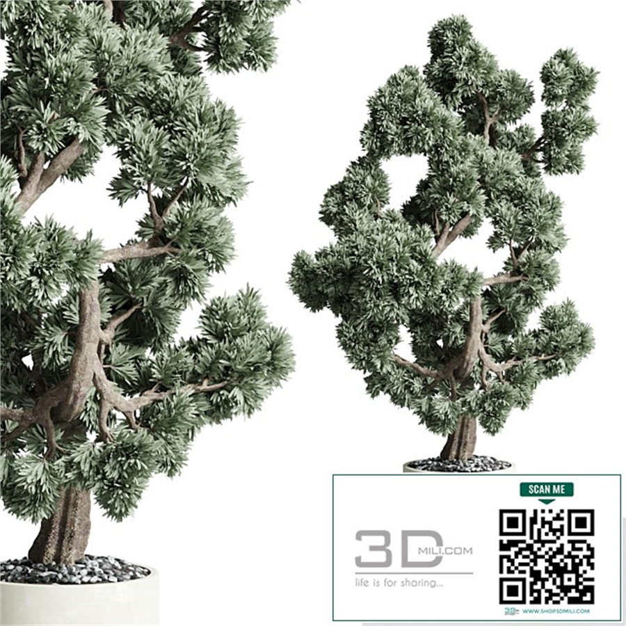 Bonsai 02