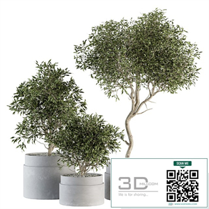 indoor Plant Set 340- Tree and Plant Set in pot